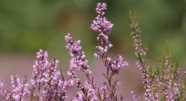 Tuinenweekend in Ommen en omgeving