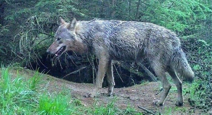 Wolf waargenomen in Vechtdal